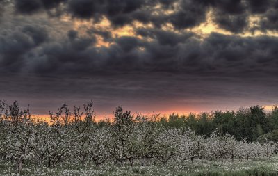 Apple Orchard Sunrise