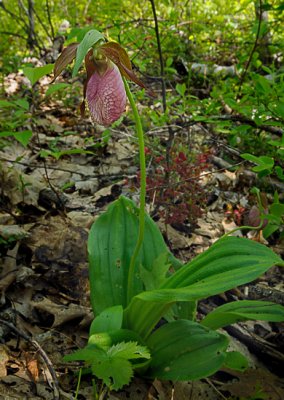 Pink Lady's Slipper (Cypripedium acaule)