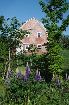 Lupins