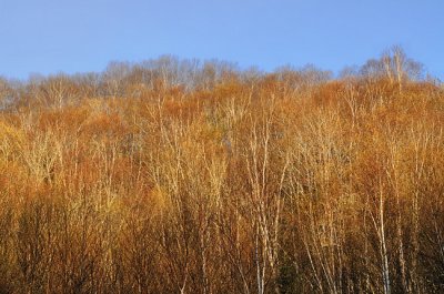 Spring hillside and the hint of leaves