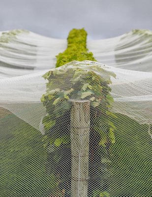 Bird proof grapes