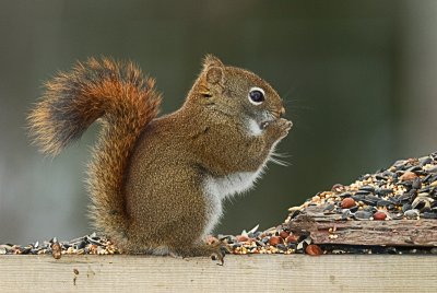 Red squirrel II