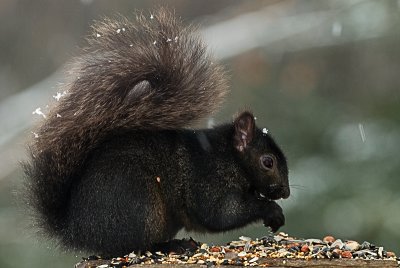 Gray squirrel II