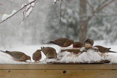 Mourning doves - group feeding
