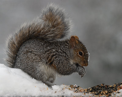 Grey Squirrel - lighter colour phase