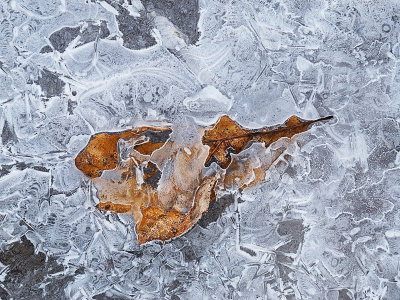 Leaf embedded in ice