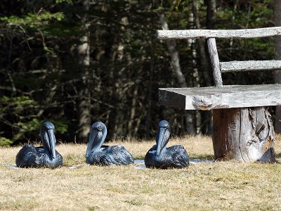 Pelicans