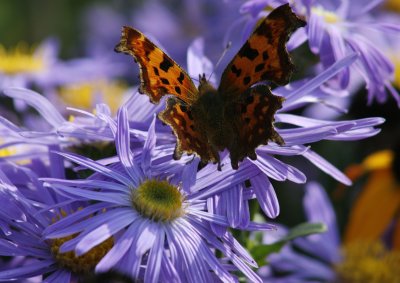 7470_Comma.jpg