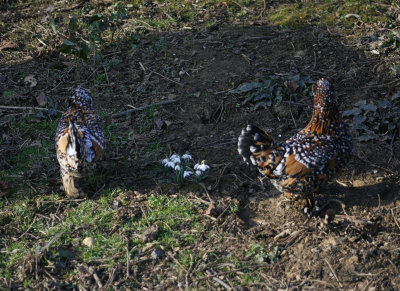 8359_Bantams.jpg