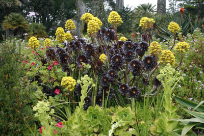 8759_Tresco Abbey Gardens.jpg