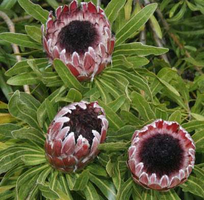8763_Tresco Abbey Gardens.jpg