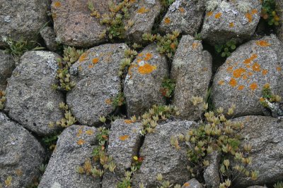 8778_Tresco wall.jpg