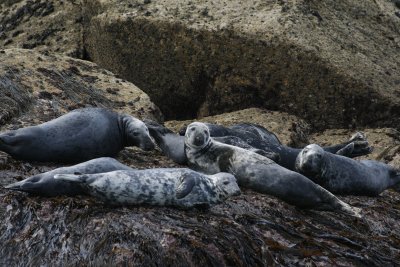 8933_Atlantic Grey Seals.jpg