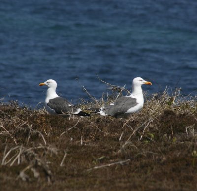 8990_Duelling Gulls.jpg