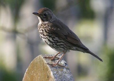 9015_Thrush.jpg