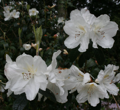 9076_Trelissick.jpg
