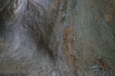 9089_Japanese Cedar Trelissick.jpg