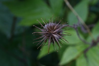 10113_Scabious seedhead.JPG