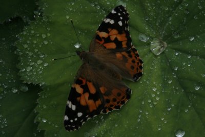 10215_Painted Lady.JPG