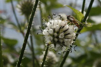 10245_Marmalade Hoverfly.JPG