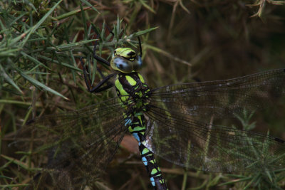 10506_Southern Hawker.jpg