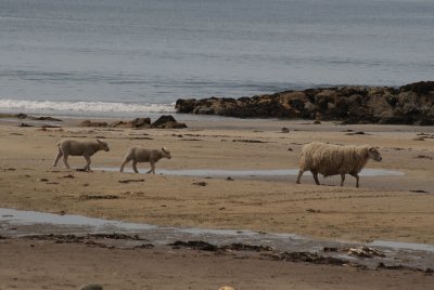 Sheep holidaying.JPG