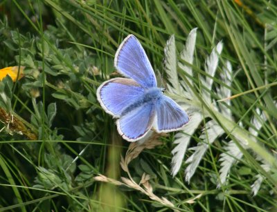 Common Blue butterfly.jpg