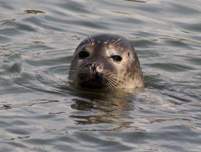Common seal.jpg