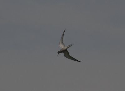 Arctic Tern.jpg