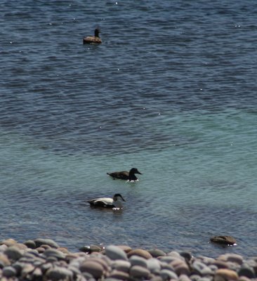 Eider ducks.jpg