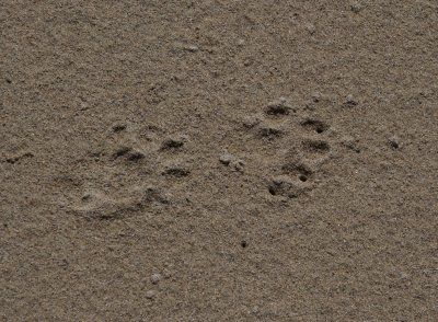 Otter prints.JPG