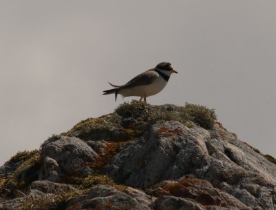 Ringed Plover.jpg