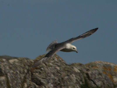 Fulmar.jpg