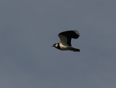 Lapwing.jpg