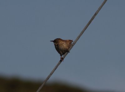 Wren.jpg