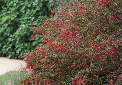 14659_Cliveden fuchsia.jpg