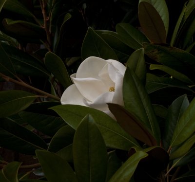 14669_Cliveden.jpg