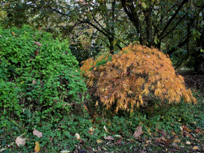 15636_Evenley Wood autumn colours.jpg