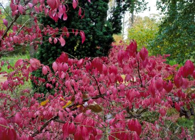 15657_Evenley Wood autumn colours.jpg