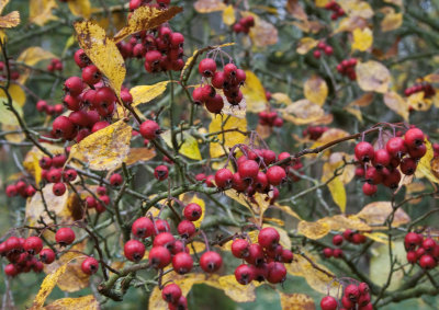 15659_Evenley Wood autumn colours.jpg
