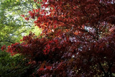 15689_Evenley Wood autumn colours.jpg