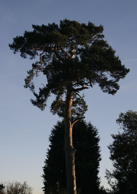 Evergreen01.JPG