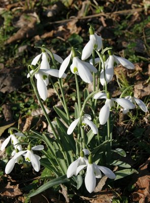 Snowdrop01.JPG