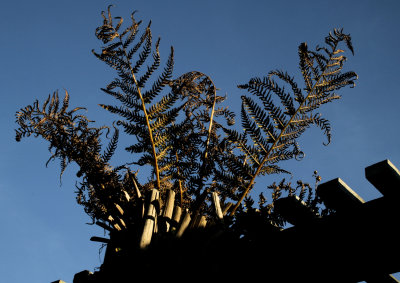 Tree fern01.JPG
