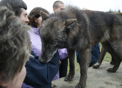 walking_with_wolves