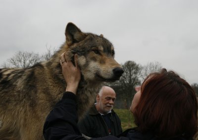 Wolfbigdoggie.jpg