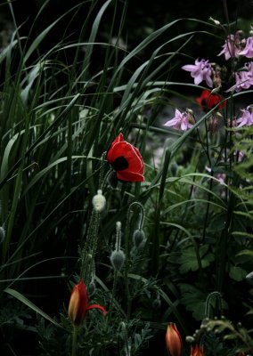 5367_Ladybird_Poppy.jpg