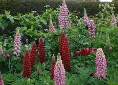5404_Lupins.jpg