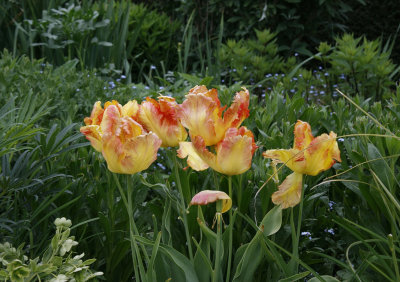 5410_Tulips.jpg