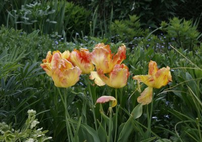 5410_Tulips.jpg